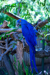 Obraz premium blue and yellow macaw
