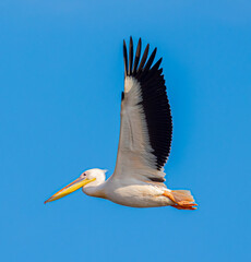 Fototapeta na wymiar Big beautiful pelican flying on blue sky