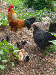 familia de gallo, gallina y pollos en el campo