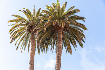 Pair of palm trees