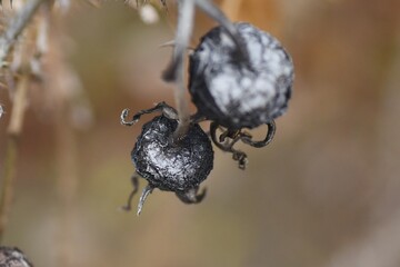 Ramanas rose seeds. Roseceae deciduous shrub. Red flowers bloom in summer and ripen red in autumn. The roots are dyes, the flowers are the raw material for perfumes, and the fruits are edible. 