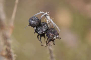 Ramanas rose seeds. Roseceae deciduous shrub. Red flowers bloom in summer and ripen red in autumn. The roots are dyes, the flowers are the raw material for perfumes, and the fruits are edible. 