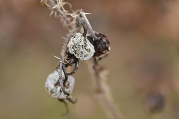 Ramanas rose seeds. Roseceae deciduous shrub. Red flowers bloom in summer and ripen red in autumn. The roots are dyes, the flowers are the raw material for perfumes, and the fruits are edible. 