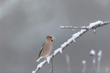 common European Hawfinch Coccothraustes coccothraustes in close view in woodland
