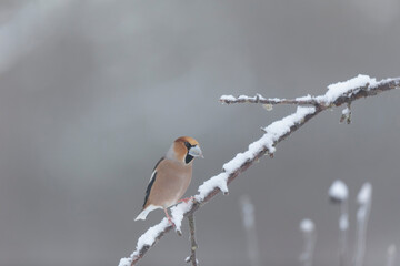 common European Hawfinch Coccothraustes coccothraustes in close view in woodland