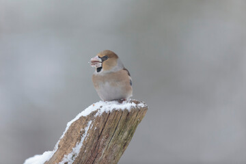 common European Hawfinch Coccothraustes coccothraustes in close view in woodland