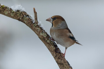 common European Hawfinch Coccothraustes coccothraustes in close view in woodland