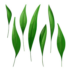 Isolated leaves of house plant Aspidistra tall or cash iron.