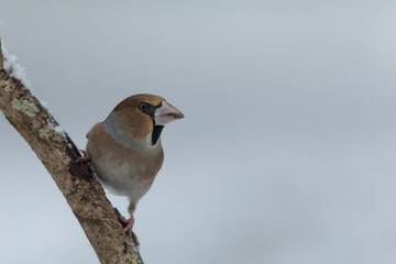common European Hawfinch Coccothraustes coccothraustes in close view in woodland