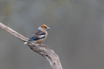 common European Hawfinch Coccothraustes coccothraustes in close view in woodland