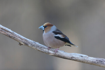 common European Hawfinch Coccothraustes coccothraustes in close view in woodland