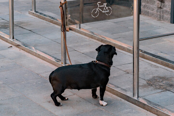 Black dog waiting for owner, tied to a bicycle parking rack. Pet left outdoor near the shop. Alone....