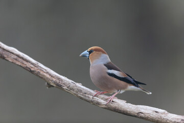 common European Hawfinch Coccothraustes coccothraustes in close view in woodland