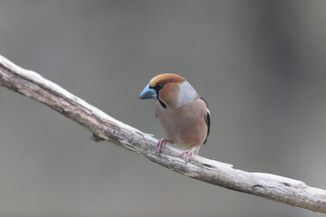 common European Hawfinch Coccothraustes coccothraustes in close view in woodland