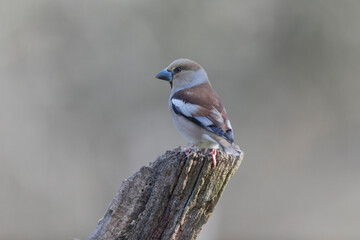 common European Hawfinch Coccothraustes coccothraustes in close view in woodland