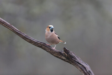 common European Hawfinch Coccothraustes coccothraustes in close view in woodland