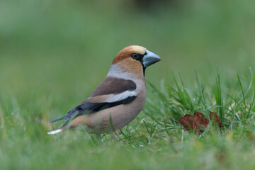 common European Hawfinch Coccothraustes coccothraustes in close view in woodland