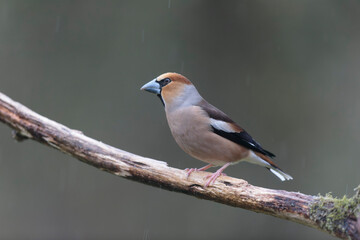 common European Hawfinch Coccothraustes coccothraustes in close view in woodland