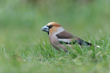 common European Hawfinch Coccothraustes coccothraustes in close view in woodland