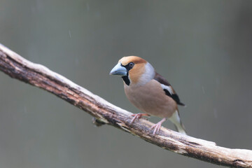 common European Hawfinch Coccothraustes coccothraustes in close view in woodland