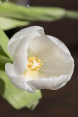 Naklejka na ściany i meble white tulip