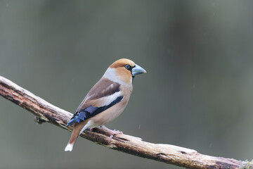 common European Hawfinch Coccothraustes coccothraustes in close view in woodland