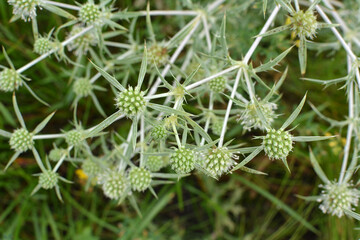 In nature, thistle grows Eryngium campestre