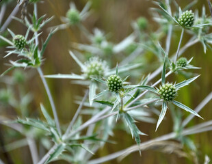 In nature, thistle grows Eryngium campestre