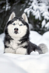 Husky dog lying in the snow. Siberian husky with blue eyes in winter forest.