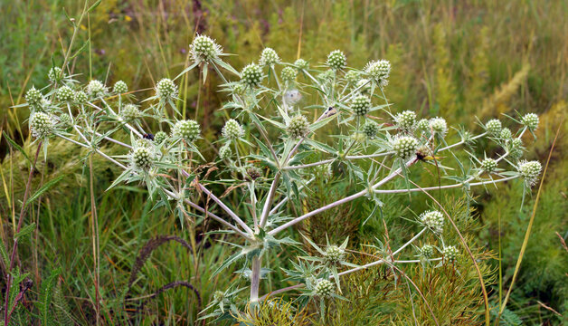 In nature, thistle grows Eryngium campestre
