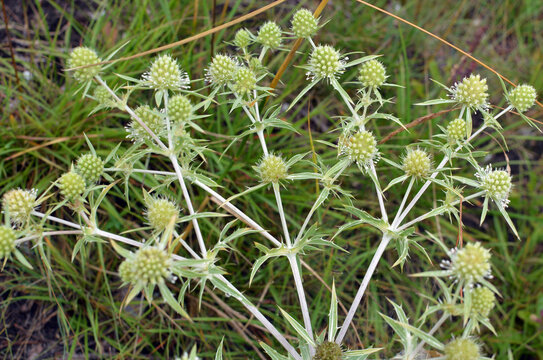 In nature, thistle grows Eryngium campestre