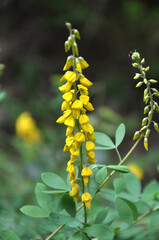 Obraz premium Lembotropis nigricans grows in the wild