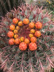 Fototapeta premium Cactus