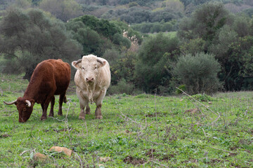 Un toro y una vaca en el campo, ganado vacuno para la produccion de carne