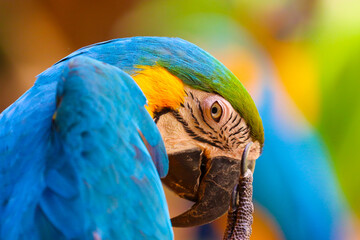 portrait of a parrot in Langkawi Malaysia 