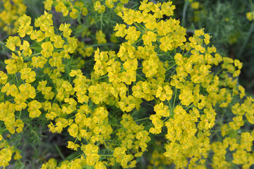 In spring, Euphorbia cyparissias blooms among herbs