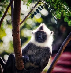 portrait of a monkey 