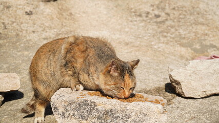 Mackerel on the rock, Tabi cat.
