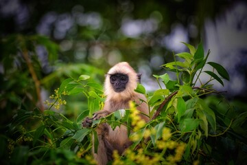 portrait of a monkey 