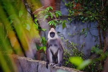 portrait of a monkey 