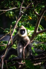 portrait of a monkey 