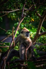 portrait of a monkey 