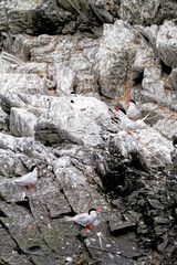 South American Tern in Beagle Channel - Argentina