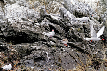 South American Tern in Beagle Channel - Argentina