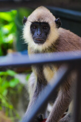 portrait of a monkey 
