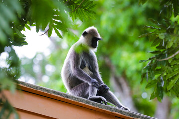 portrait of a monkey 