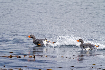 Flying Steamer Ducks flying in Beagle Channel