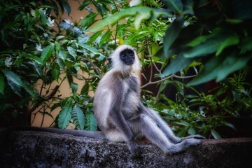 portrait of a monkey 