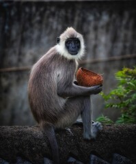 portrait of a monkey with a coconut 