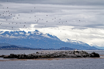 South American Tern in Beagle Channel - Argentina